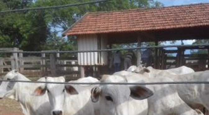Governo de MS lança dia 2 de maio a campanha de vacinação contra a febre aftosa Foto: Divulgação
