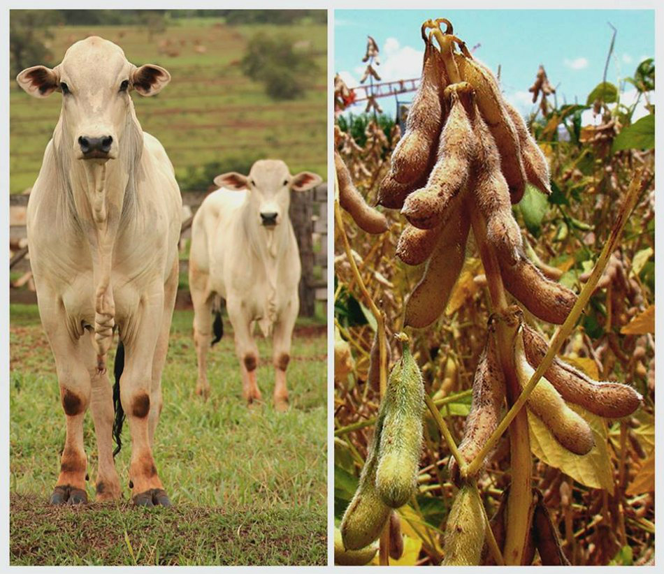 Com exceção do milho, exportações dos principais produtos agropecuários de MS Com exceção do milho, exportações dos principais produtos agropecuários de MS