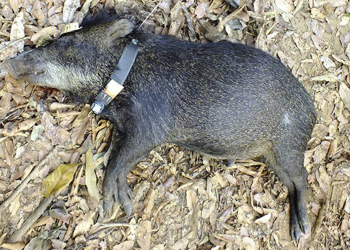 Pesquisadores desenvolvem modelo brasileiro de colares para monitoramento animal Foto: Divulgação