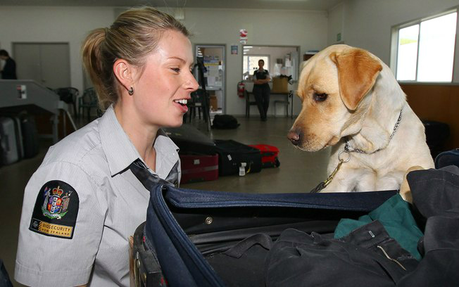 A indicação da presença dos produtos proibidos na bagagem feita pelos cães é passiva / Foto: Reprodução