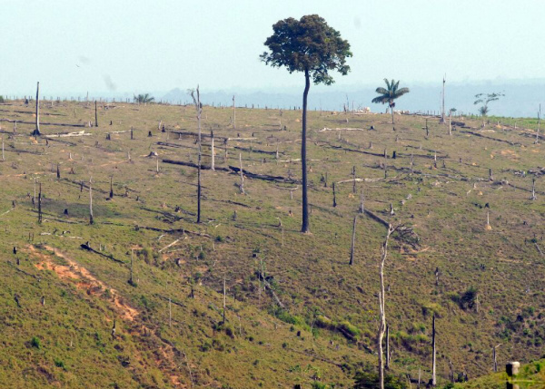 Ministra diz que monitoramento da Amazônia mostra nova redução no desmatamento
