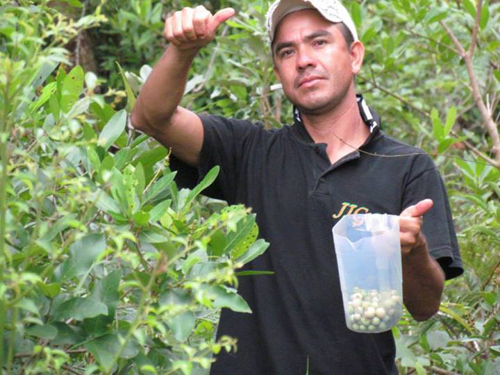 Ismael Morel colhendo guaviras.