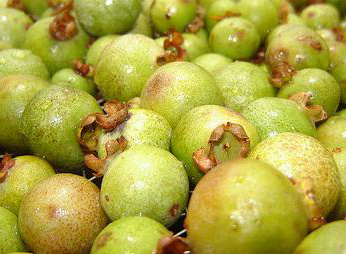 A guavira também é conhecida como gabiroba.