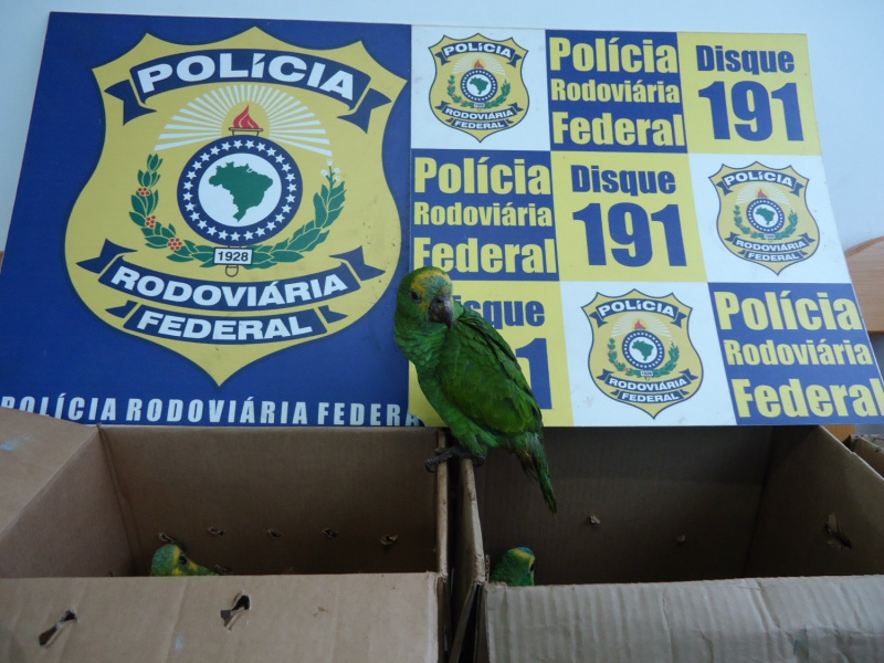 PMA multa traficante de papagaios preso pela PRF em R$ 5,5 mil