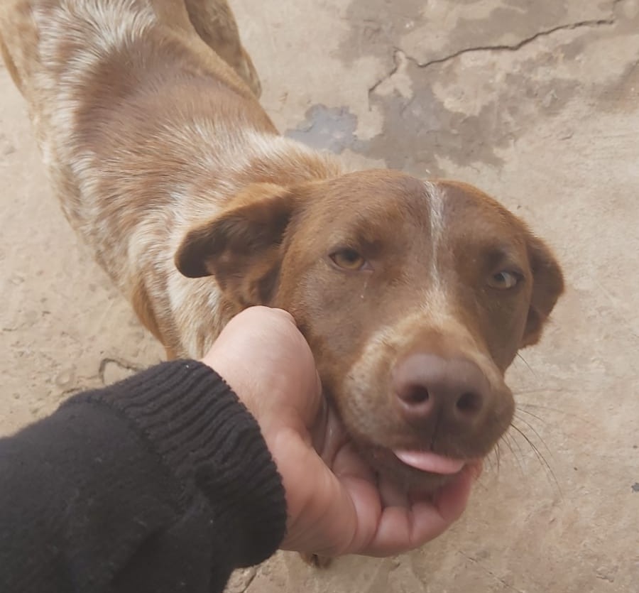 Foto: ONG Adote um Campeão de Quatro Patas