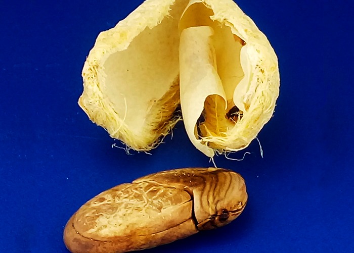 Cientistas desenvolvem plástico do caroço de manga por meio de nanotecnologia Foto: Divulgação