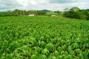 Agropecuária é único setor do PIB a apresentar crescimento