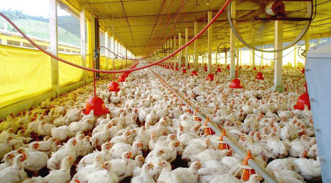 Com 21 milhões de aves, setor se destaca como atividade essencial à economia Com 21 milhões de aves, setor se destaca como atividade essencial à economia