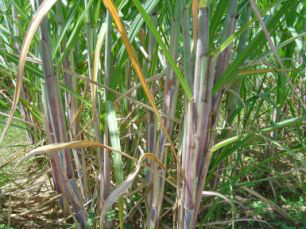 MS tem segundo maior aumento percentual de produção de etanol do País Os números são referentes até a segunda quinzena de janeiro, quando duas usinas do Estado ainda estavam processando matéria-prima.