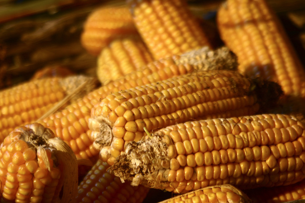 Produtividade do milho safrinha de MS deve aumentar 46% Produtividade do milho safrinha de MS deve aumentar 46%