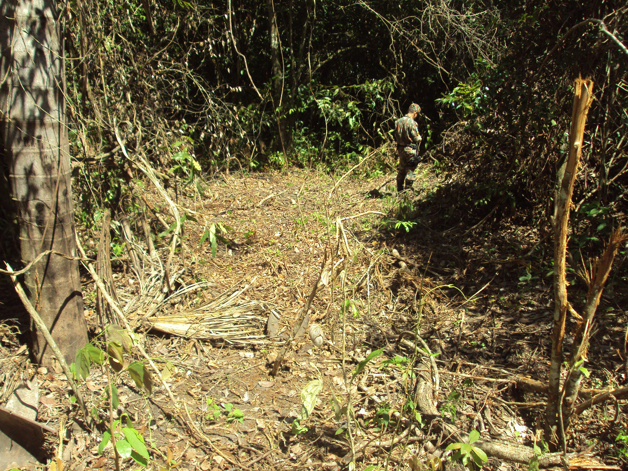 PMA autua pecuarista por desmatamento ilegal de mata ciliar em Alcinópolis