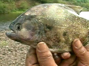 Cardume de palometas atacou banhistas no RioToropi (Foto: Reprodução/RBS TV)