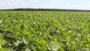 Área de soja 17/18 do Brasil cresce mais um pouco na reta final do plantio Foto: Divulgação