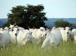Recuperar pastagem é dar sustentabilidade para agropecuária Recuperar pastagem é dar sustentabilidade para agropecuária