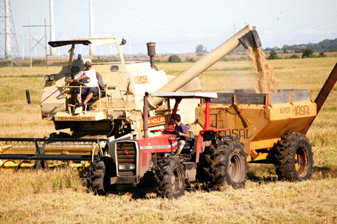 Produtores de arroz pedem cota para limitar importações do produto no Mercosul