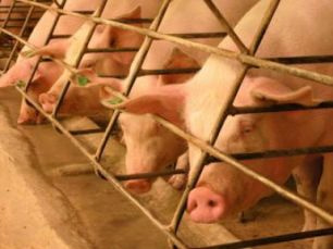 Produtores de Mato Grosso reclamam que preços não cobrem custos