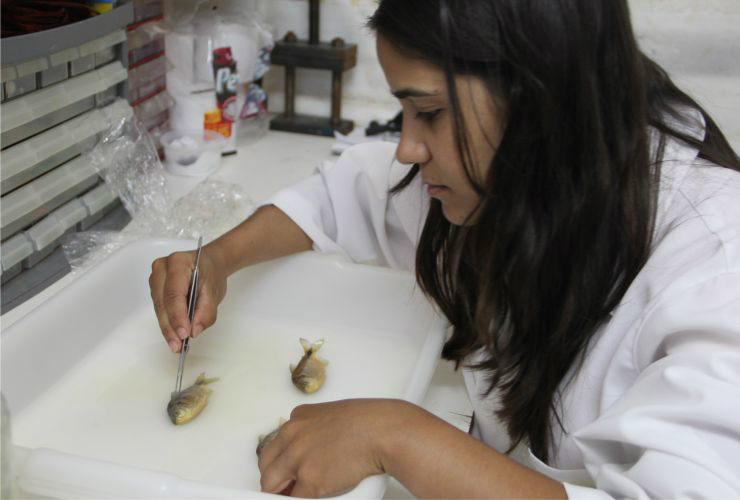 A estudante do Programa, Cristiane Ávila Santana, escolheu como objeto de estudo um peixe muito presente nos córregos de Dourados: o lambari.