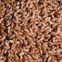 EUA comemora venda trigo sem impostos ao Brasil EUA comemora venda trigo sem impostos ao Brasil