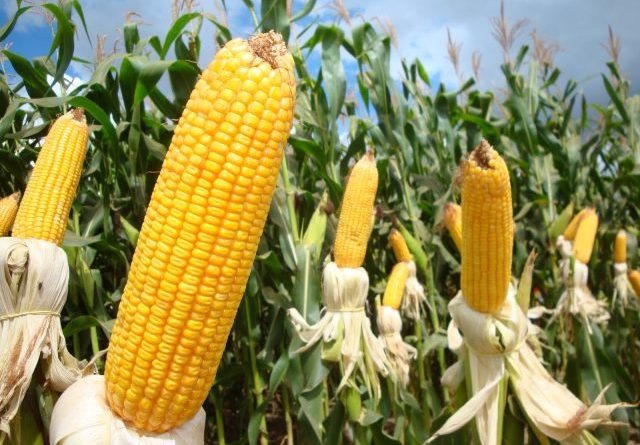 Produtividade da cana-de-açúcar pode aumentar em consórcio com milho no Cerrado Foto: Divulgação
