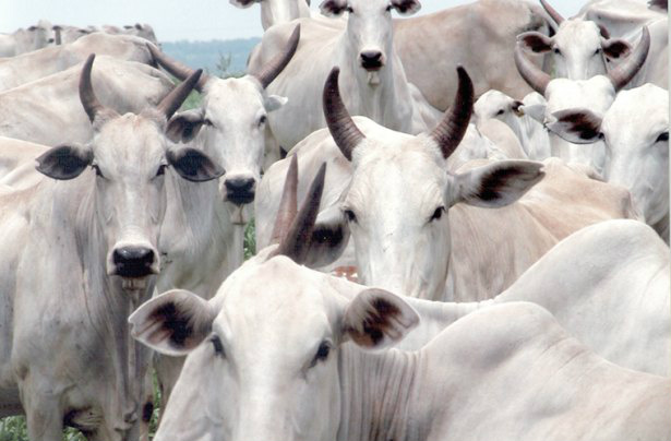 Febre Aftosa: Em MS, 21 milhões de animais serão imunizados em maio Foto: Divulgação
