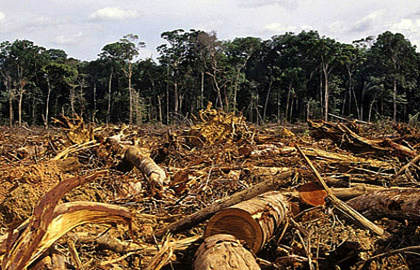 Amazônia perdeu 184 Km² de floresta em junho