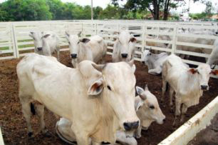 Os dados divulgados mostram que no passado, o estado abateu 3,83 milhões de cabeças.