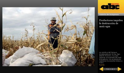 Governo paraguaio libera testes com transgênicos Governo paraguaio libera testes com transgênicos