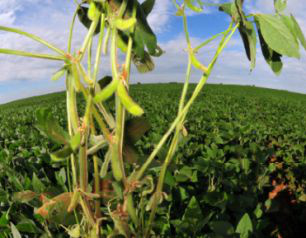 Alta da soja poderá fazer de 2013 o ano do agronegócio