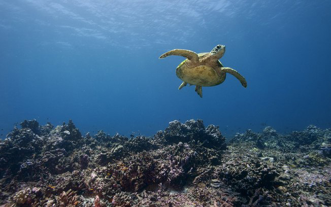 Reservas naturais itinerantes podem salvar espécies marinhas de extinção