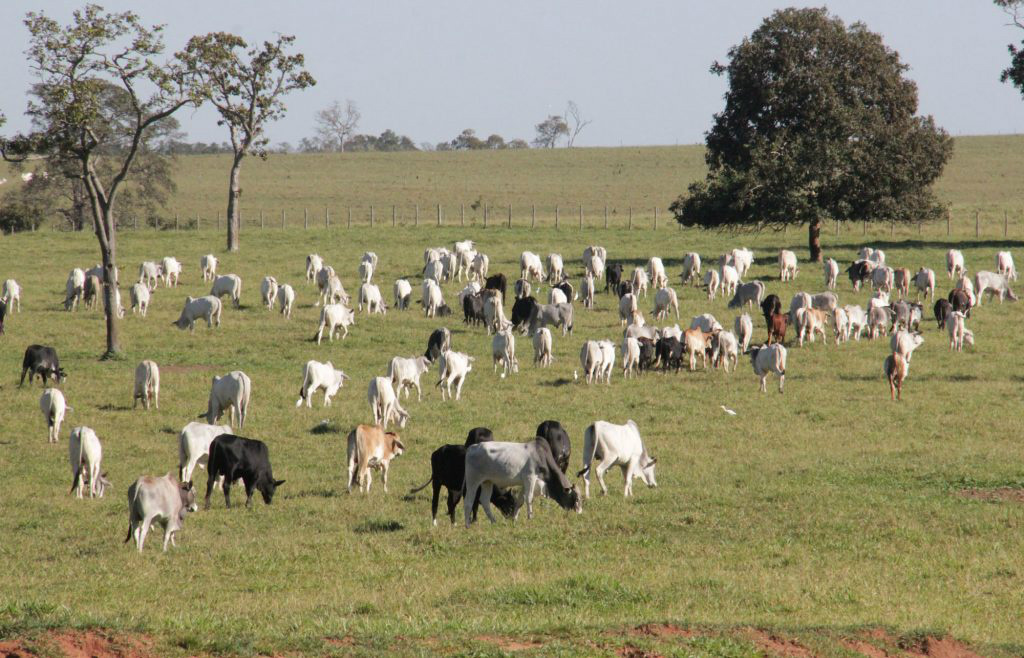 O rebanho de Mato Grosso do Sul é composto por aproximadamente 20 milhões de cabeças de gado, conforme a Iagro.Foto: Divulgação 