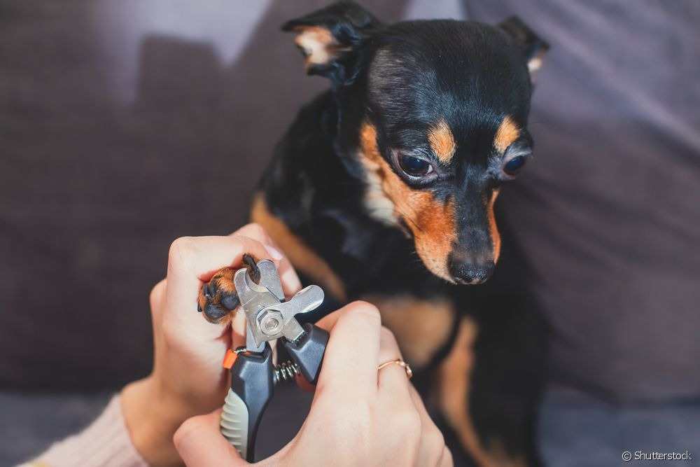 5 dicas de como cortar unha preta de cachorro Como cortar unha preta de cachorro: é necessário ter muito cuidado com o sabugo da unha