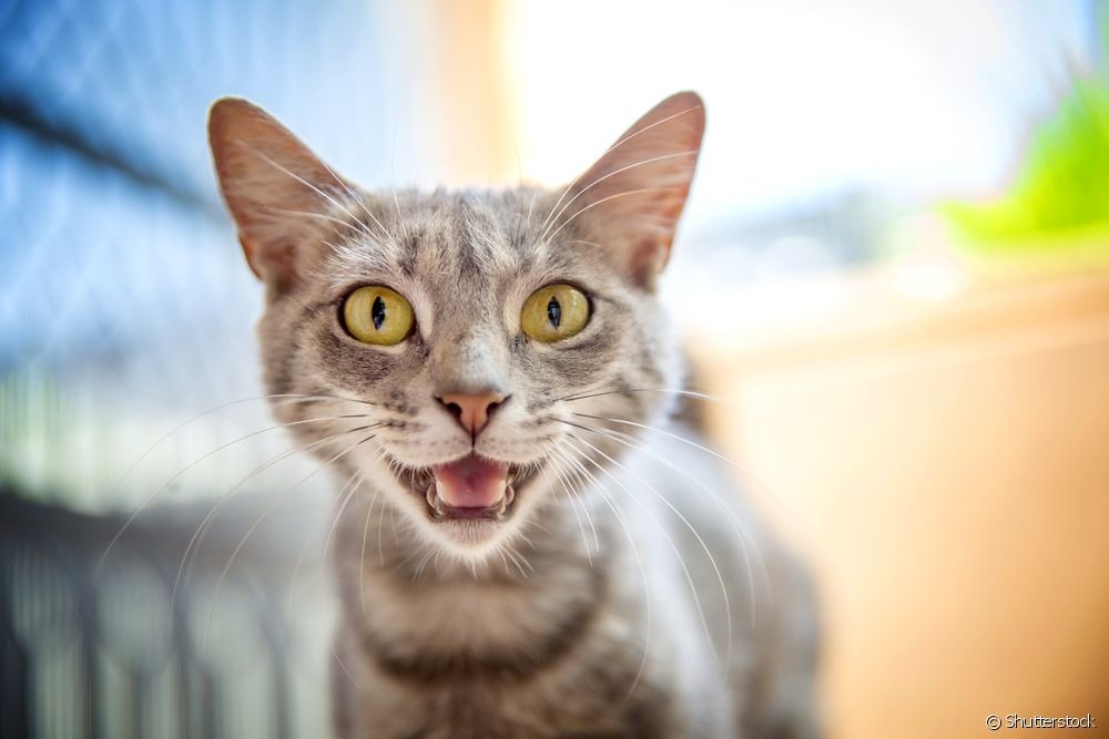 Miado de gato: aprenda a identificar o que os felinos querem expressar! O miado de gato pode significar muita coisa, como felicidade, fome, raiva, tédio e até dor