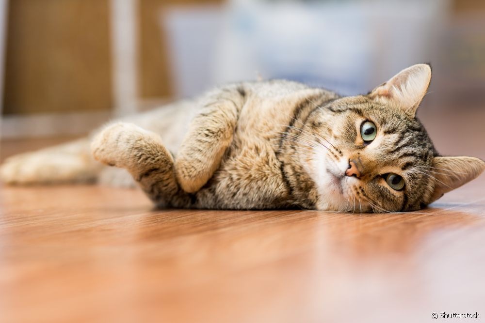 Verme de gato: quais cuidados evitam o contato do bichano com o parasita? O verme de gato pode ser contraído de diversas maneiras, por isso é preciso ter cuidado
