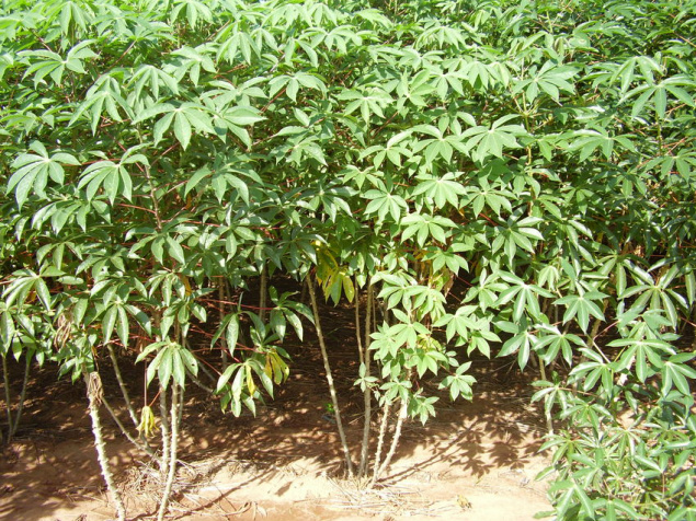 A produção de mandioca deve ter um incremento de 16,36% em Mato Grosso do Sul na safra 2013/2014