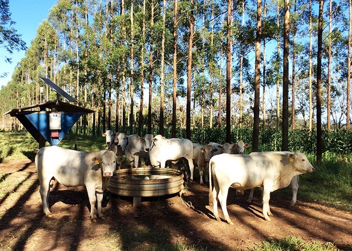 Gado em sistema integrado com floresta procura menos água Foto: Gisele Rosso