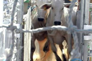 Brasil exporta o maior volume de bovinos vivos para janeiro em 2013 Este é o maior volume registrado para as exportações de animais vivos no mês desde que o Brasil entrou neste comércio em 2002.