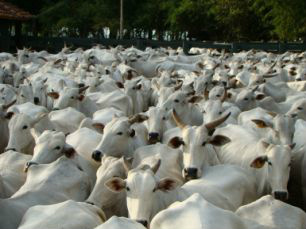 Mesmo com prós, produtores dizem que estão assumindo ônus.