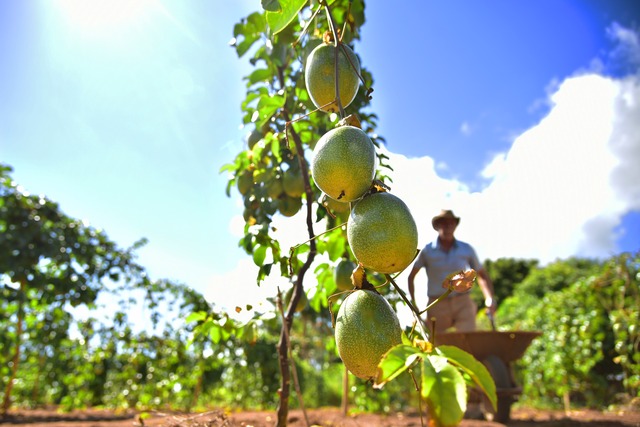 Hortifrúti Legal: dia de campo mobiliza 300 produtores da região leste de MS Evento acontece no Assentamento Serra em Paranaíba nesta sexta-feira