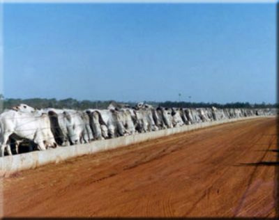 Confinamento de bovinos deve voltar a crescer Confinamento de bovinos deve voltar a crescer