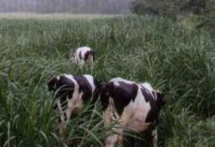 Pecuarista é exemplo na recuperção de pasto em sua propriedade