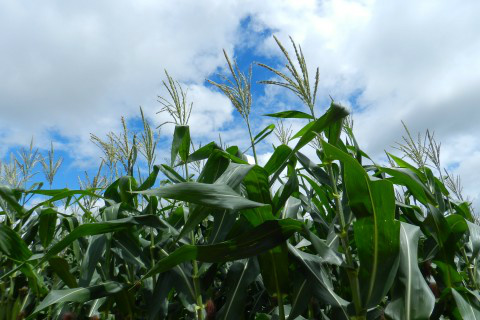 Foto: Assessoria de Imprensa Sistema Famasul