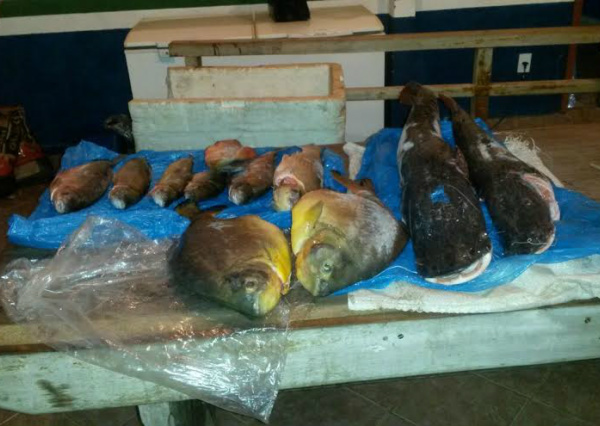 Cerca de 35kg de pescado foram apreendidos com um pescador que os mantinham em um freezer / Foto: Divulgação