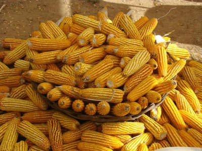 Produtores rurais do Centro-Oeste terão aumeto do limite de custeio para milho Produtores rurais do Centro-Oeste terão aumeto do limite de custeio para milho