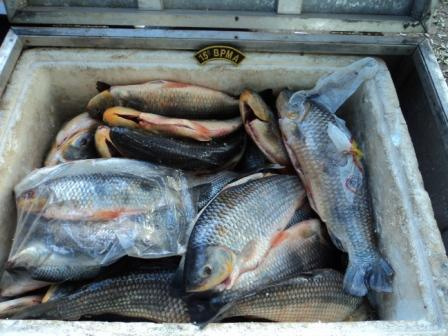 PMA prende cinco pescadores paulistas com 80 kg de pescado