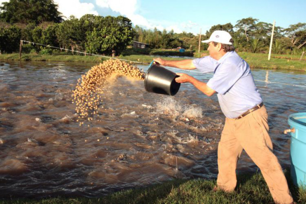 Sindicato Rural de Amambai oferece mais de 15 cursos gratuitos O curso de implantação e manejo básico de piscicultura é realizado no período de 10 a 13 de outubro / Foto: Divulgação