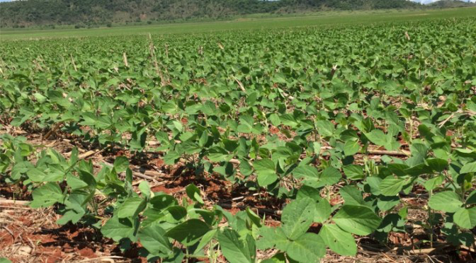 Pesquisa da UEMS possibilita alavancar agricultura no Pantanal