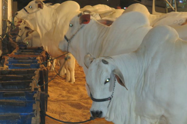 Oferta restrita leva boi gordo à valorização de 2,7% em MS