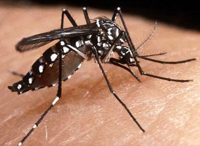 Pesquisadores querem combater dengue com bactéria