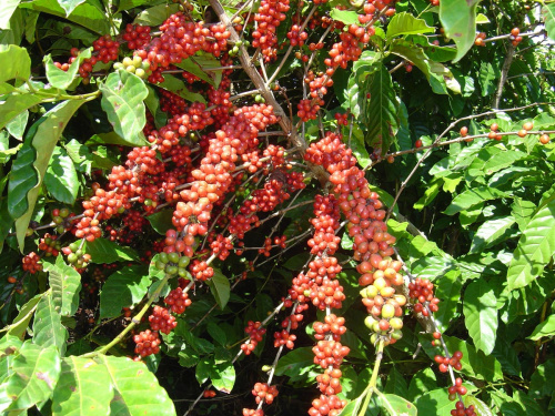 Pesquisa gera tecnologia para a cafeicultura brasileira