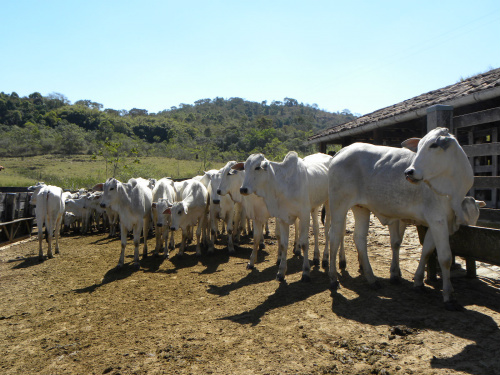 MS utiliza técnicas de fertilização para bovinos pantaneiros